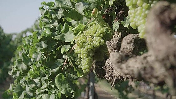 Una vendimia de buena calidad pero con precios preocupantes: «La uva tinta se pagará muy baja»