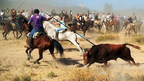 Una imagen del Toro de la Vega en 2013.