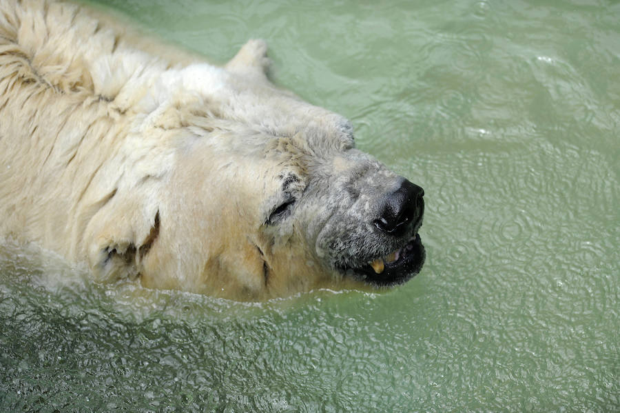 Arturo, el oso polar "más triste del mundo". Afp