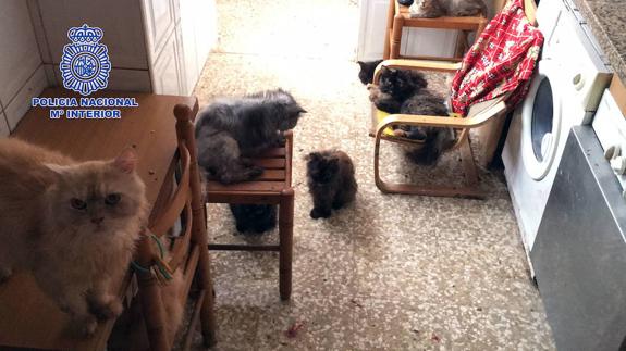 Imagen de algunos de los gatos encontrados en el domicilio de Vélez-Málaga. 