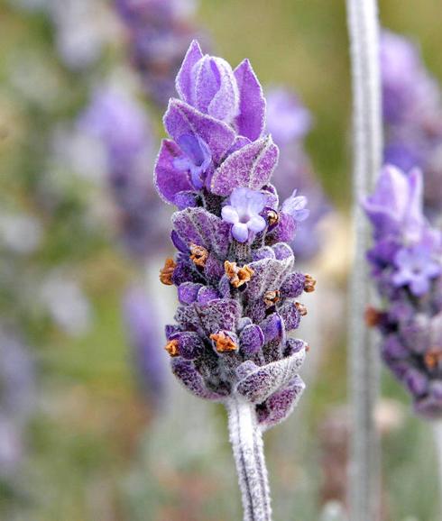 Lavanda. 