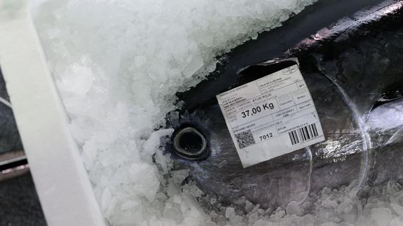 El atún contiene altos niveles de mercurio. Fernando Gómez (
