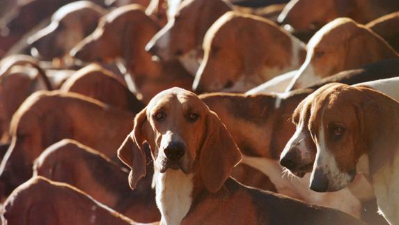 Prohibido cortar el rabo a los perros, sin excepciones