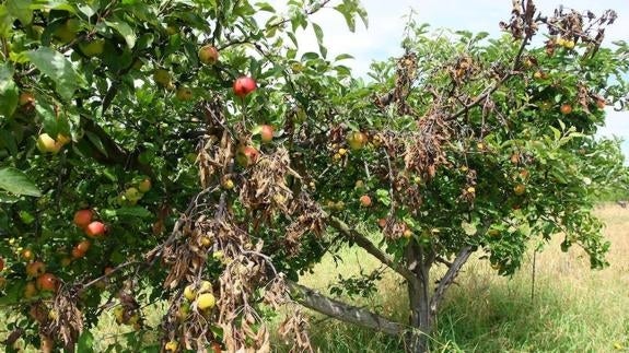 Árboles frutales afectados por el fuego bacteriano, en la localidad de Columbrianos. 