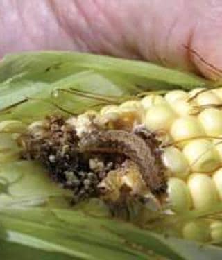 Asaja critica a Agricultura por «no preocuparse» de la plaga de 'gusano  gris' que «devora» el maíz de la provincia | leonoticias