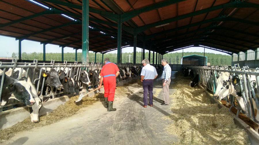 Graciliano Palomo durante su visita a una vaquería.