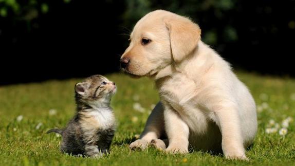 La Sal acoge  el primer 'Encuentro Mascotero” con la participación de nueve protectoras'