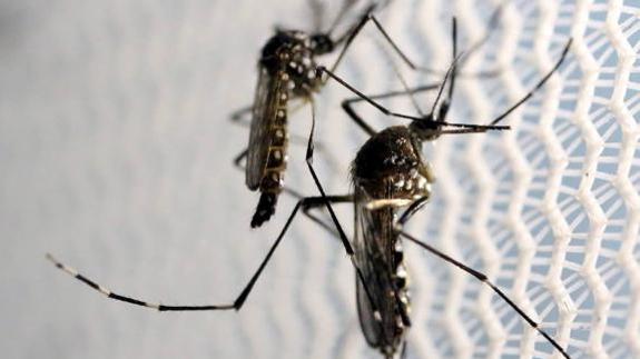 Mosquito Aedes aegypti, portador del virus zika. 