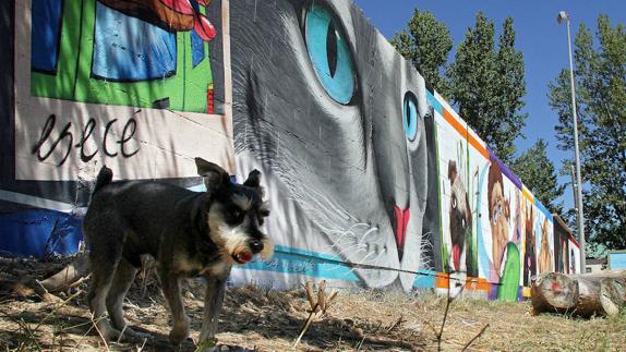 Un perro posa junto a los graffitis de la Protectora.