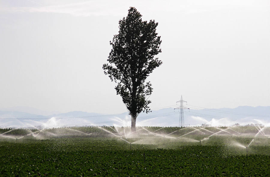 Campos de remolacha en la provincia de León.