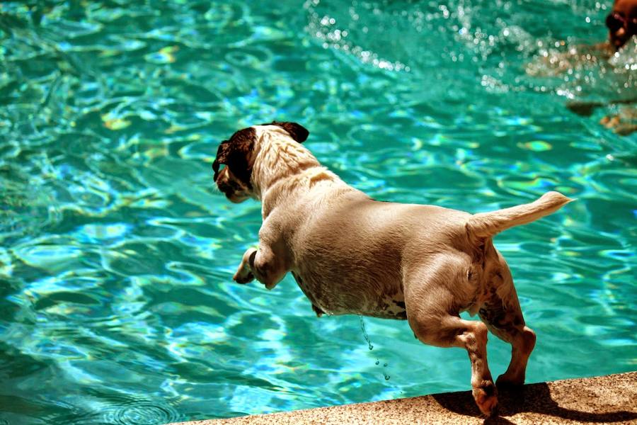 Un perro saltando a una piscina