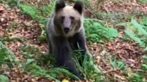 Un oso joven sale corriendo nada más ver a un hombre en los montes de Cosgaya.