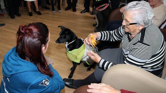 Tratamiento con canes adiestrados en el centro de día de la Asociación de Alzheimer Alcordanza de Valencia de Don Juan