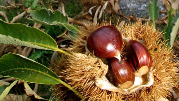 La creación de una red de sotos sostenibles, principal novedad de la séptima edición de Biocastanea