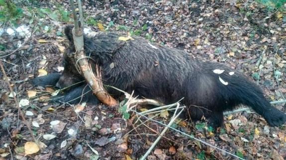 La osa, atrapada en el lazo de acero. Junta de Castilla y León