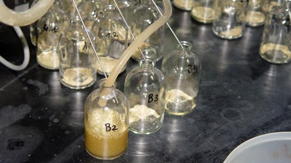 Premiada una investigación de la ULE sobre sistemas 'in vitro' en alimentación de rumiantes