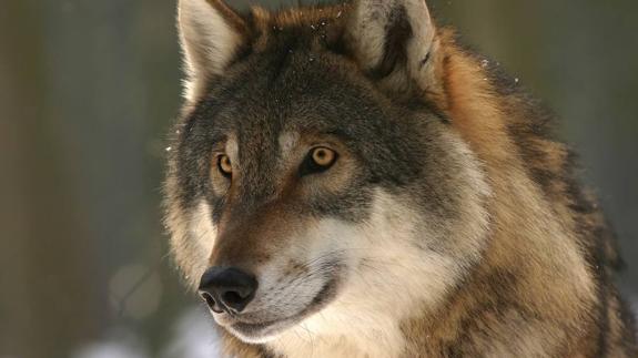 Gestión y conservación del lobo en Norteamérica y Europa. Un conflicto sin resolver.
