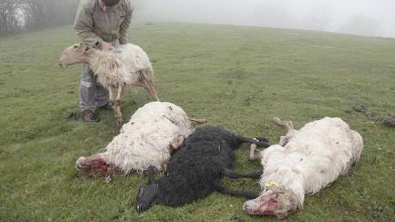 Un ganadero del Oriente recoge cuatro ovejas muertas a causa del lobo.