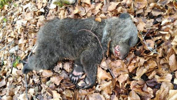 Ejemplar de oso pardo con pocos meses de edad encontrado muerto en La Llamera (Somiedo).