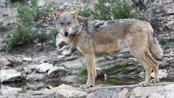 Ecologistas en Acción, Lobo Marley y WWF piden que el lobo sea una especie protegida en toda España