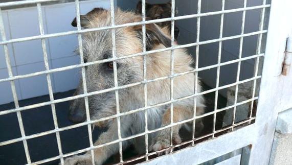 Uno de los perros recogidos por la protectora de León.