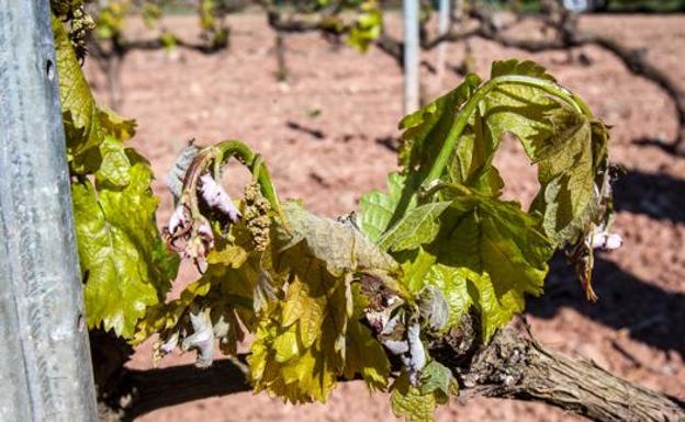 DOCa Rioja confía en una «buena recuperación del viñedo» tras la helada