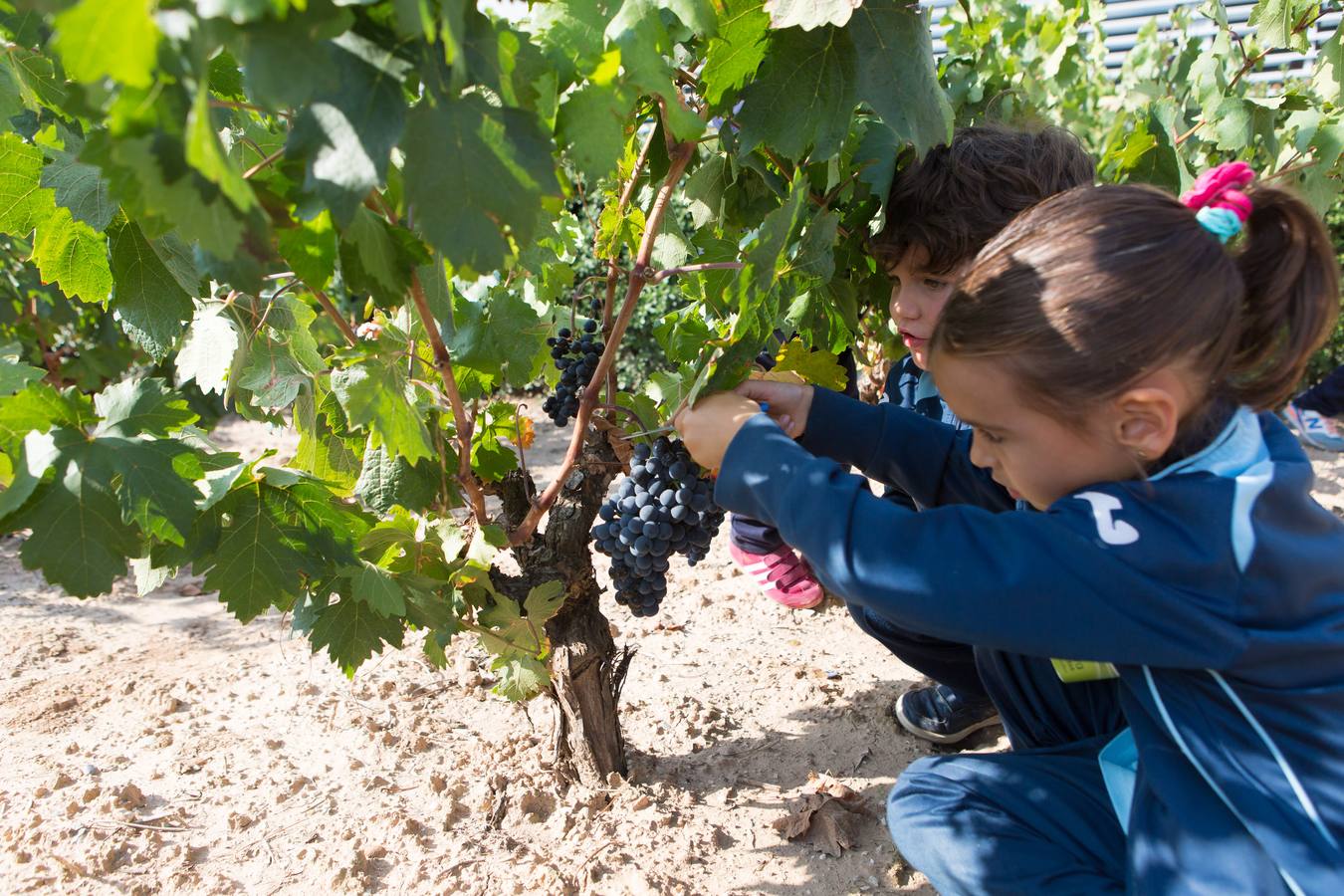 Niños de infantil han acudido a esta actividad en la bodega de Laguardia