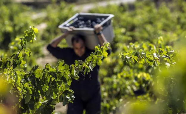 La cosecha de Rioja 2017, calificada como 'Muy buena' 