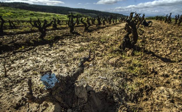 Cicatrices, brazos cortados en cepas viejas por la helada. ::