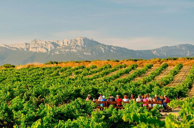 La mayor parte de los viñedos están ubicados en Lapuebla de Labarca, Laguardia y Elciego. :: JAVIER EDERRA