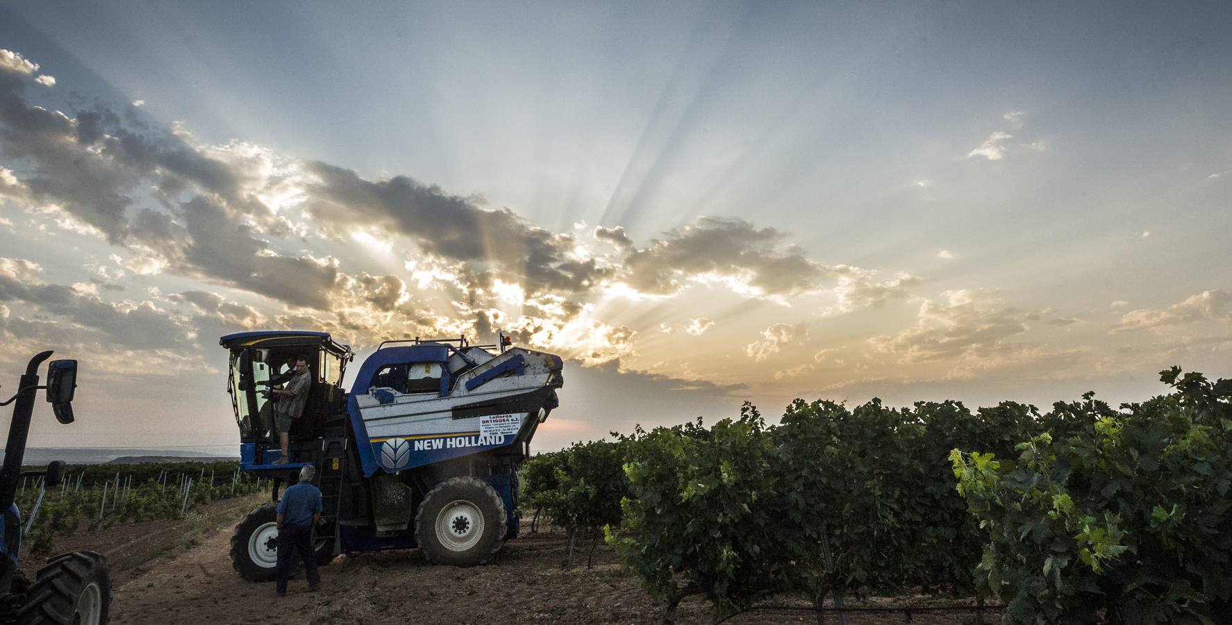 El Consejo cree que la cosecha «cumplirá expectativas» de producción y empieza a exigir descargas en las viñas más productivas | La Rioja Alta fue la zona más castigada por la helada en el 2017 y ha sido la más afectada por el mildiu este año