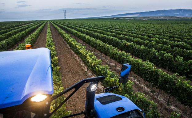 El Consejo Regulador habla de una evolución «correcta» de la vendimia en Rioja