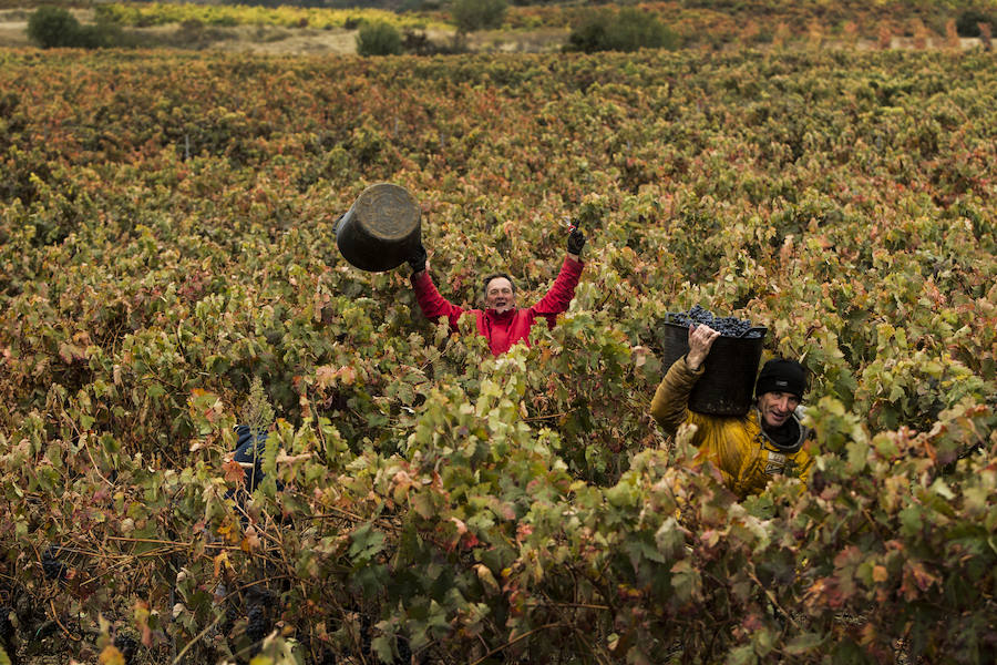 Imágenes que retratan la vendimia en los últimos corros de La Rioja. Piezas que por logística han estado pendientes de entrar en el lago hasta el último momento. 