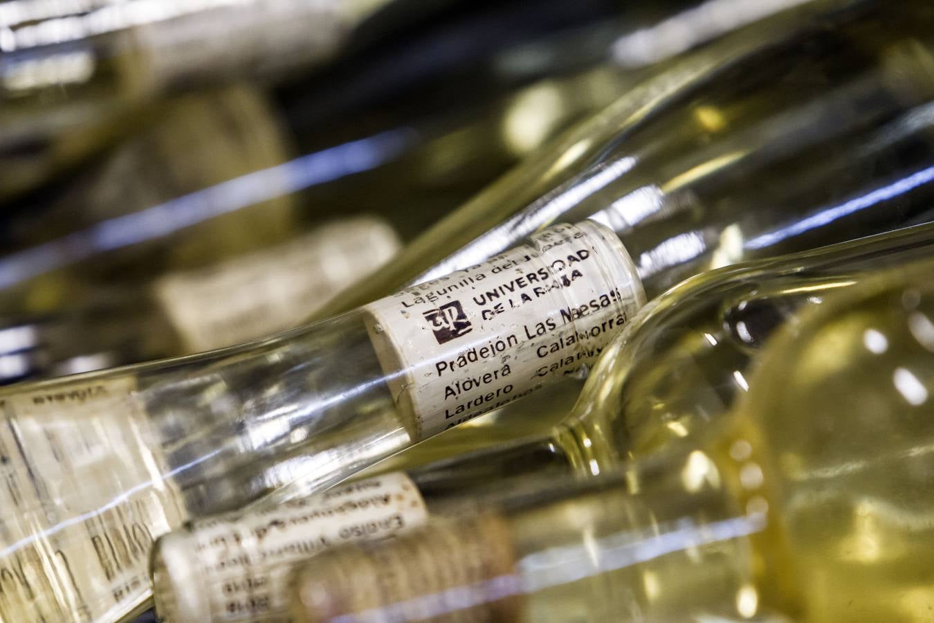 Diecisiete jóvenes de muy diversas procedencias aprenden a elaborar sus primeros vinos en la bodega universitaria del grado de Enología