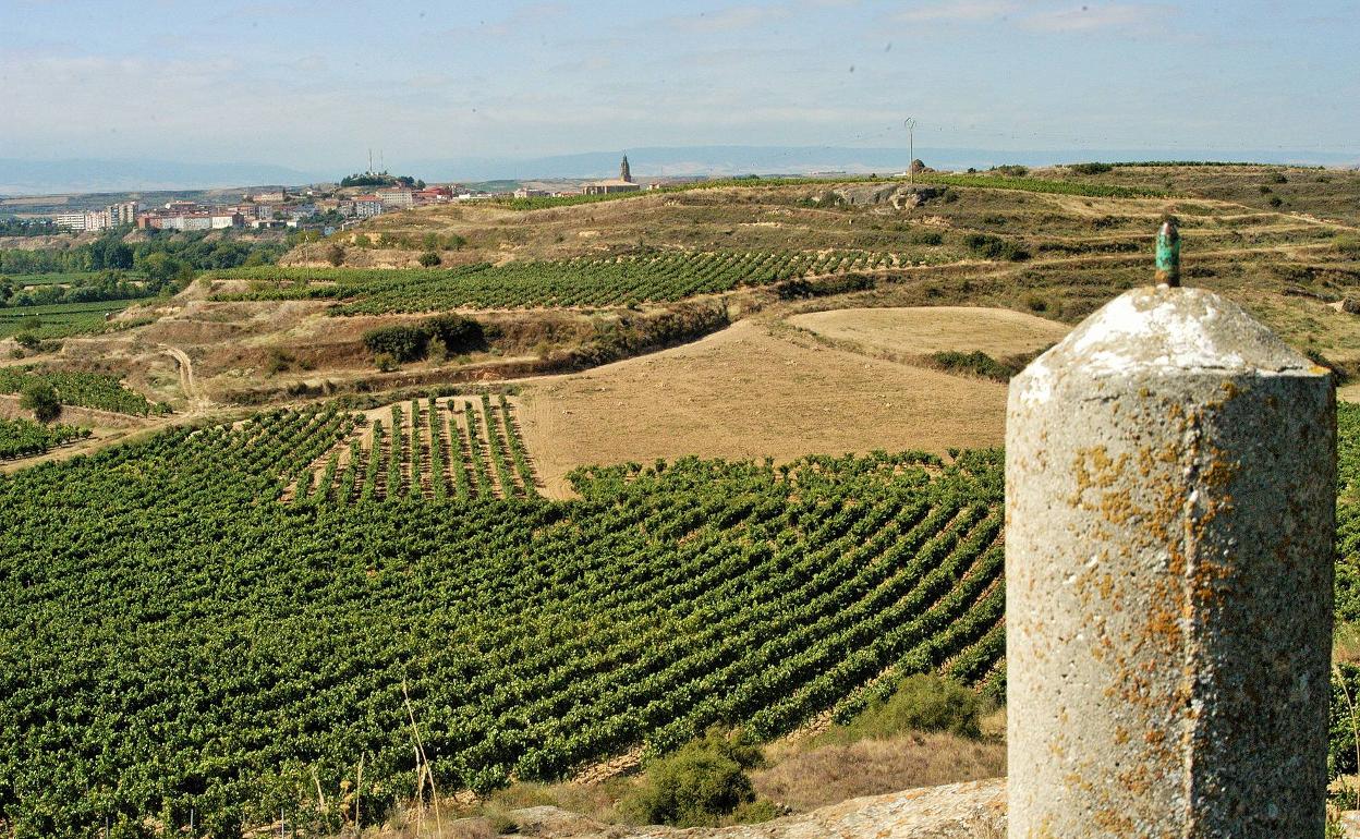 El Gobierno modifica la norma de plantaciones de viñedo para dar «estabilidad» al sector