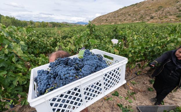 La vendimia, generalizada en La Rioja «con condiciones extraordinarias»