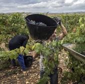 Vendimia en una parcela de Bodegas Vina Ijalba.
