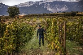 Roberto Oliván pasea por el viñedo de El Abundillano.