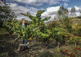 Rafa Usoz entre las viejas cepas de El Manao. Abajo, en las dos barricas del vino, en Viñedos de Sonsierra.