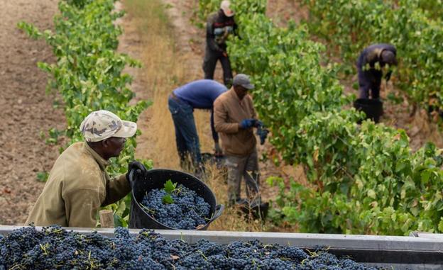 Viticultores y bodegas aplauden el aumento de la ayuda a la vendimia en verde pero la ven «escasa»