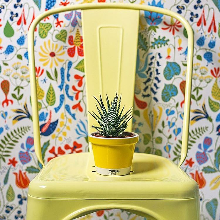 El 'spicy mustard' (mostaza picante) es uno de los tonos tendencia 2016 según Pantone.