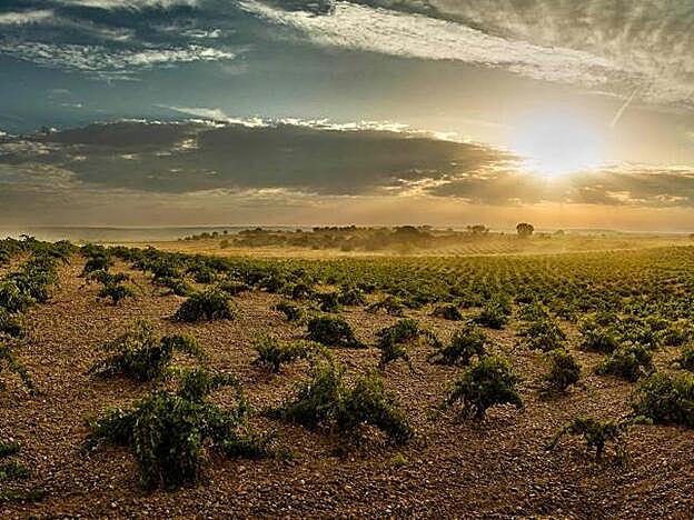 Galería. Imagen de los viñedos de Bodegas Numanthia, en Valdefinjas (Castilla y León), un lugar perfecto para perderse con una copa de vino este otoño.