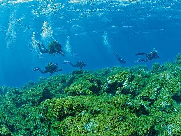 Buceando en El Hierro.