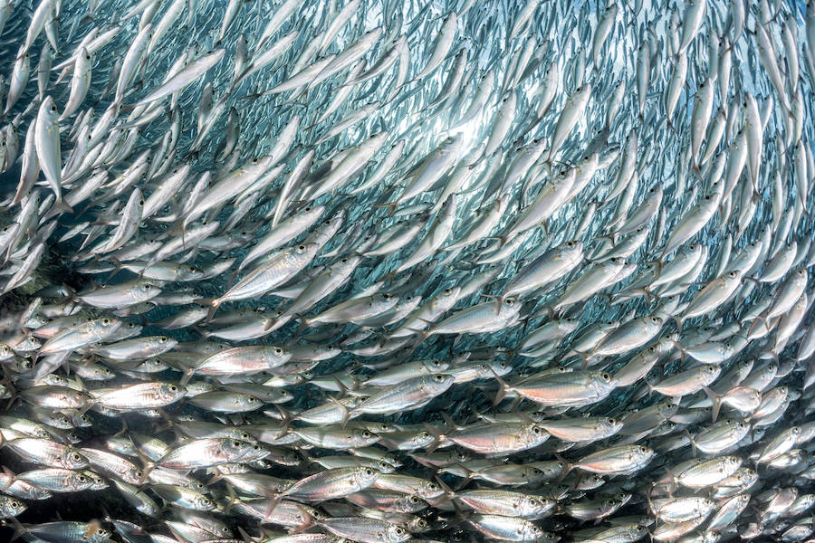 Si tu pelo ha perdido brillo, come pescado azul. Si aumentas el consumo de omega-3, nutrirás la glándula de grasa que rodea los folículos pilosos. Si eres vegana, puedes optar por los frutos secos, otra fuente de omega-3.