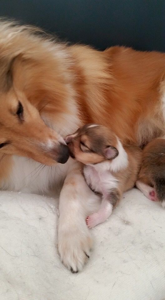 Nos parece muy tierna esta imagen de un perro con su cría. ¡Qué beso tan bonito!