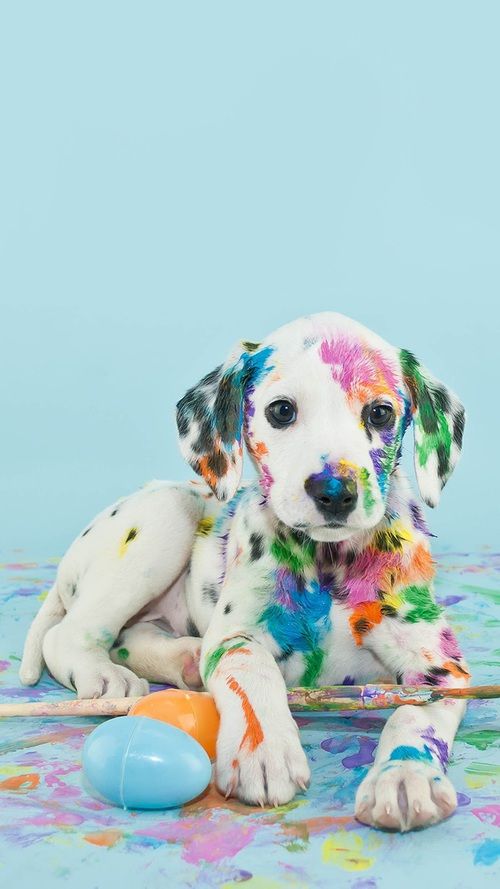 Podemos imaginarnos el largo baño que ha tenido que darse este perrito para quitarse toda esa pintura...