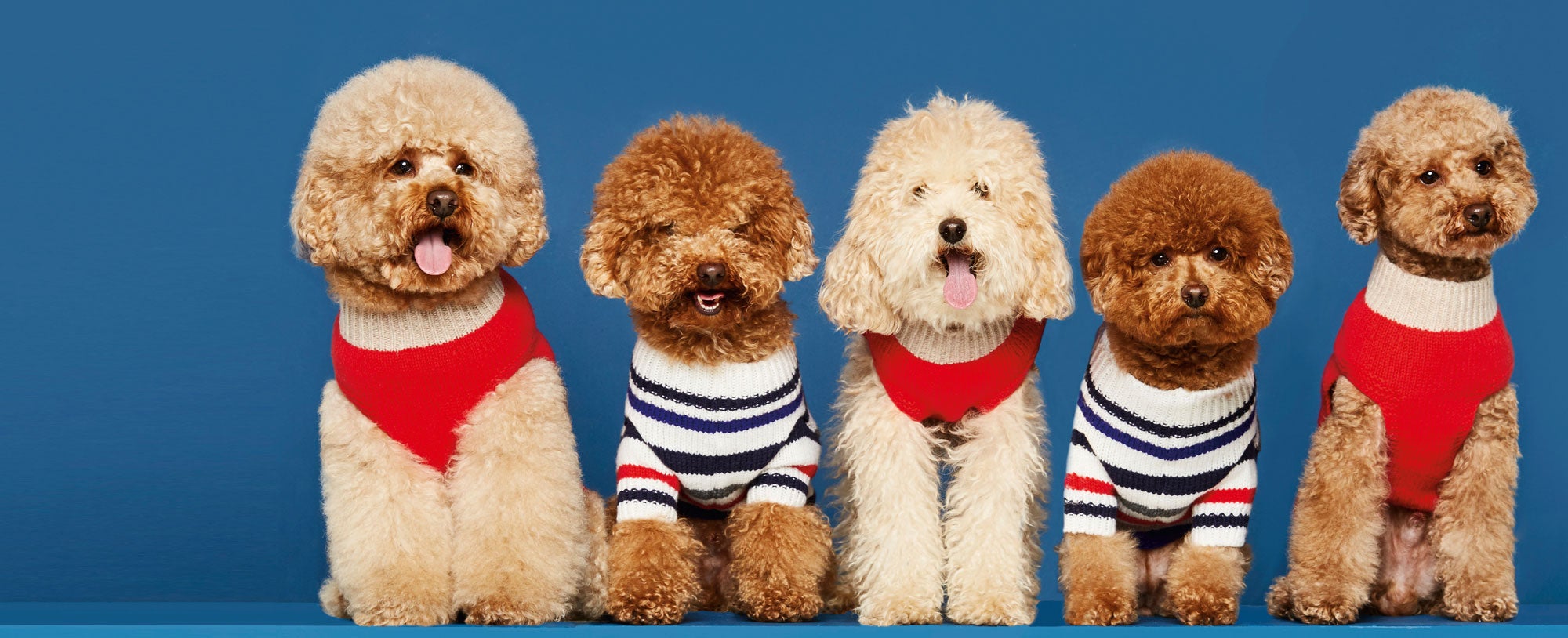 PERROS DE MODA. Para las mascotas reales, tienes que conocer The Painters wife, una nueva firma dedicada a la ropa para perros. Un veterinario y una amante del arte gallegos son los artífices de este proyecto, que presenta colecciones para tu perro dos veces al año (verano e invierno).