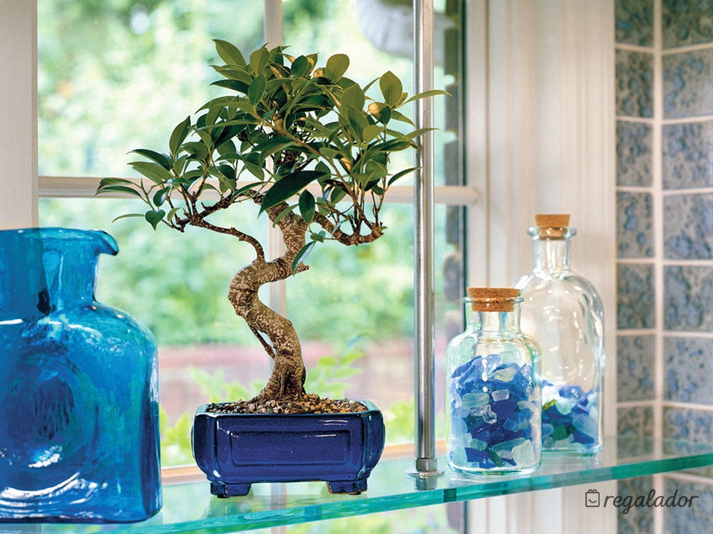 Paras las amantes de las plantas esta pequeña nueva compañera le hará derretirse de amor. ¡Un bonsái natural! Para adornar el salón, y qué mejor que la terraza ahora que se acercan los días de sol. 32.95€