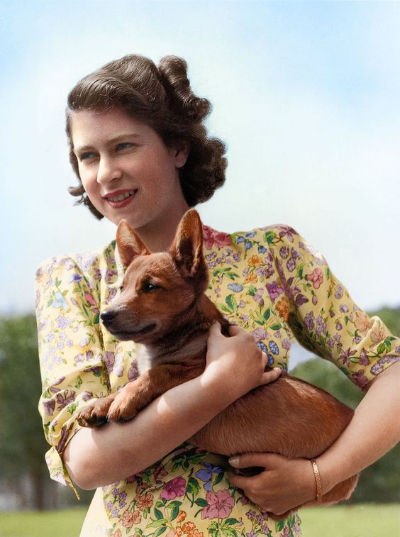 En 1944, cuando cumplió 18 años, Elizabeth II recibió un 'corgi' como regalo de cumpleaños: Susan. Se convirtió en su inseparable pareja, tanto que que acompañó a la Reina y al príncipe Felipe en 1947.