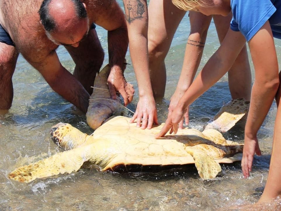 Un voluntariado que apoya la recuperación y rehabilitación de tortugas marinas enfermas y heridas, y que invierte los beneficios de la actividad en el cuidado, la rehabilitación y la alimentación de los ejemplares para que puedan regresar al mar cuando estén sanas.
